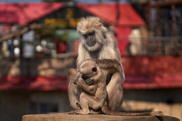 Wall Mural - urban wildlife, nepal gray langur, semnopithecus schistaceus, monkey endemic to himalayas in nepal, 