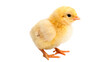 © Hanna - Yelow little Easter chick isolated on transparent background