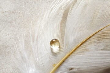 Poster - Close-up view of a feather adorned with a water droplet, showcasing intricate textures and soft tones against a neutral background