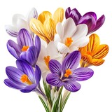 A colorful bouquet of crocus flowers with white background isolated
