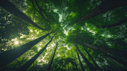 Poster - Observing the upper branches of trees