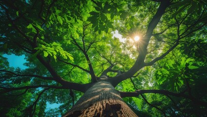 Poster - Looking up at a tree trunk to the abundant green leaves of a big tree in a sunlit forest.