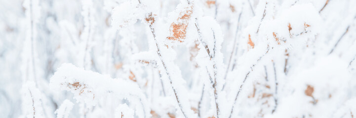 Wall Mural - Snow and rime ice on the branches of bushes. Twigs covered with hoarfrost. Plants in the park are covered with hoar frost. Cold snowy winter weather. Frosting texture. Wide panoramic light background.