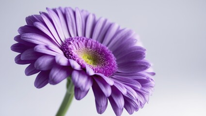Poster - Pure white background with one purple gerbera daisy