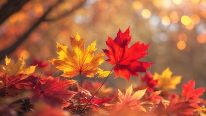 Poster - Luminous golden leaves of a tree, yellow and orange leaves sparkling in sunlight, sunlight brightening a yellow leaf, dark setting, autumnal colors in the forest, vivid yellow colors