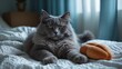 © Seyyar - A beautiful gray domestic cat lounging on a bed with a white bedspread and a soft toy