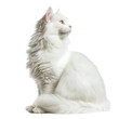 © Uwe - Side view of a long-haired white Maine Coon cat sitting upright, cut out, isolated on a transparent background, no shadow