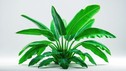 Poster - White background with clipping path of isolated banana tree