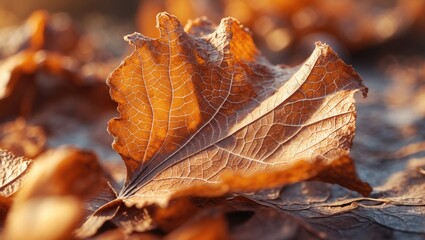 Aufkleber - Macro Shot of Brown Autumn Leaf Illuminated by Sunlight, Nature Background with Dried Foliage