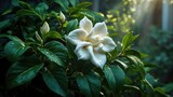 My house with a blooming white gardenia flower