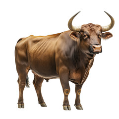 Wall Mural - Side view of a muscular brown bull with large curved horns, standing and looking forward, cut out, isolated on a transparent background, no shadow