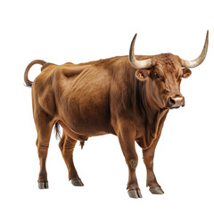 Wall Mural - Side view of a muscular brown bull with large curved horns, standing and looking forward, cut out, isolated on a transparent background, no shadow