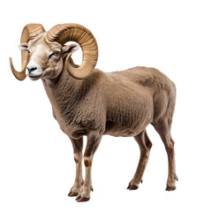 Wall Mural - Side view of a large ram with curled horns, cut out, isolated on a transparent background, no shadow