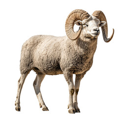 Wall Mural - Side view of a large ram with curled horns, cut out, isolated on a transparent background, no shadow