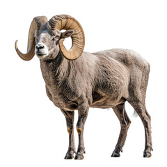 Wall Mural - Side view of a large ram with curled horns, cut out, isolated on a transparent background, no shadow