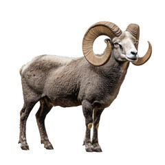 Wall Mural - Side view of a large ram with curled horns, cut out, isolated on a transparent background, no shadow