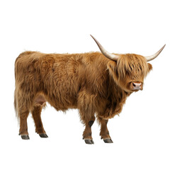 Wall Mural - Side view of a haired Highland cow, cut out, isolated on a transparent background, no shadow	
