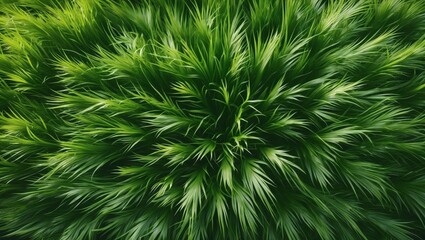 Poster - lush green grass texture background. Close-up view of vibrant green blades of grass. Great for backgrounds or textures.