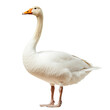 © Uwe - White domestic goose standing, isolated on transparent background