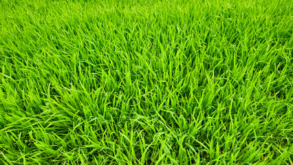 Canvas Print - fresh green grass natural background