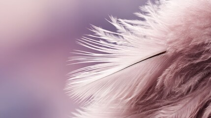 Leinwandbilder - Overhead view showcases a delicate setup of pale rose-colored plumes forming a soft textured surface, accented by empty space perfect for creative designs