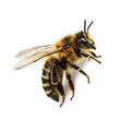 © Viktoriia - A bee with transparent wings, isolated on a white background