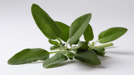 Poster - A close-up view of a single sprig of fresh sage highlights its velvety leaves against a clean white backdrop, emphasizing natural beauty and aromatic allure