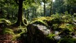 © PBMasterDesign - Green moss with natural colours in peaceful forest concept. Serene forest scene with sunlight filtering through.