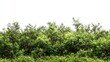 © Samady - Set of untouched forest with thick underbrush and vibrant green colors on white background.