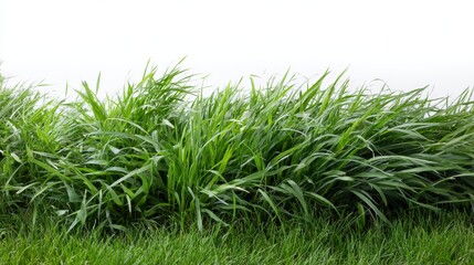Poster - Lush patch of vibrant green grass blades stands isolated against a bright white surface, offering ample copy space on the left for graphic design needs
