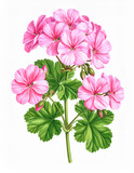 Ilustracja vintage, różowe kwiaty Pelargonii na białym tle, tapeta, dekoracja. Generative AI