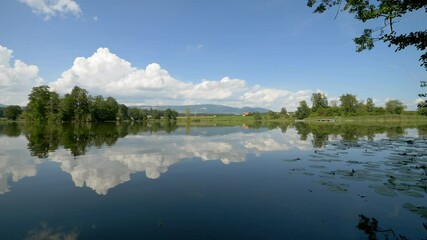 Wall Mural - Mirror-like reflection of greenery and blue sky with white clouds in a serene lake