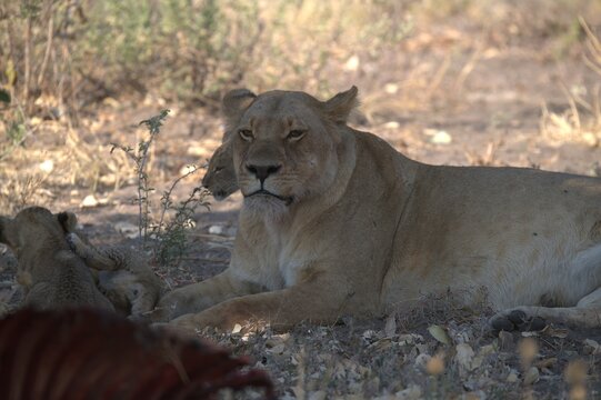 lion in wild savanna , Animal of africa