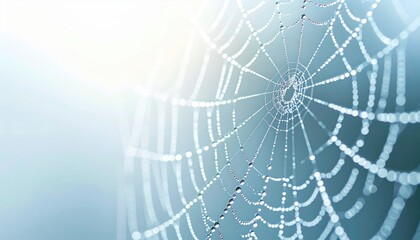 Delicate dew-laden spider web glimmers in morning light nature macro photography serene environment close-up view beauty in simplicity