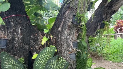 tropical green leaves with yellow patterns beside large tree in garden area
