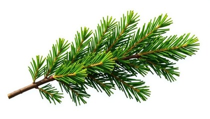 Wall Mural - large isolated cypress branch on white background, large, white