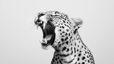 Roaring leopard portrait, black and white