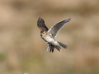 Wall Mural - Skylark, Alauda arvensis