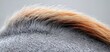 © Muamanah - Close-up of a Grey Horse's Mane with a Touch of Auburn