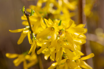Wall Mural - Forsythia flowers, Golden Bell, Border Forsythia (Forsythia x intermedia, europaea) blooming in spring garden bush