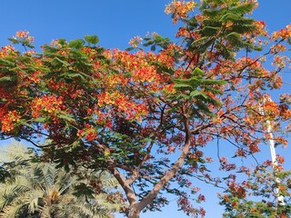 red peacock flower tree in spring, green trees plants with red flowers, young trees plant in garden 