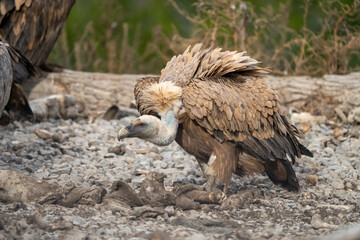griffon vulture (gyps fulvus) photographed in spain