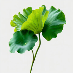 Wall Mural - green lotus leaf isolated on transparent background Generative Ai. isolated white background