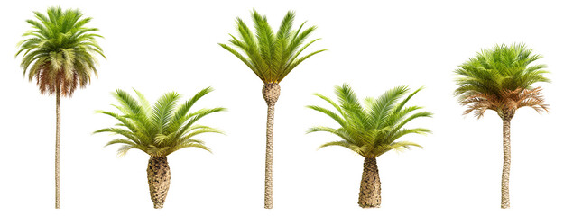 Poster - set of phoenix canariensis palm - canary island date palm isolated on transparent background. 3d ren