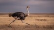 © riverdhan - Ostrich in Motion:  Golden Savannah, Dramatic Sky