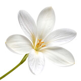 freesia flower in Transparent Background Single White Flower with Yellow Stamens on Transparent Background