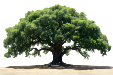 majestic ancient tree with lush green foliage isolated on black background
