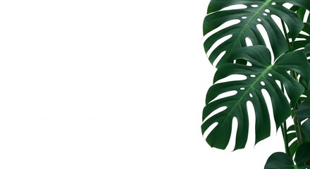 Poster - Lush green Monstera Deliciosa plant leaves on white background, creating a vibrant natural design with a clean and modern aesthetic, perfect for backgrounds.