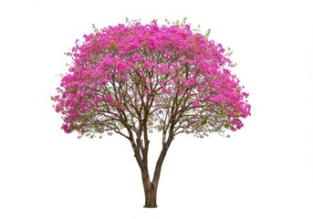 a full tree with pink flowers blooming on a white background in a botanical illustration style image