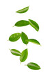 © Suraphol - Citrus green leaves levitation isolated on white background